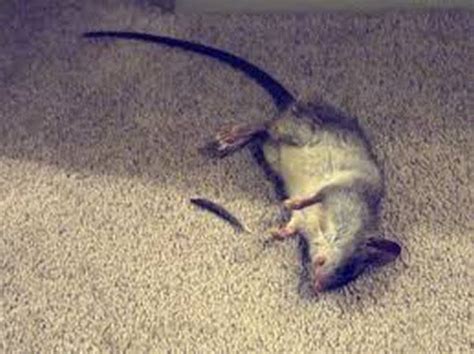 發現死老鼠